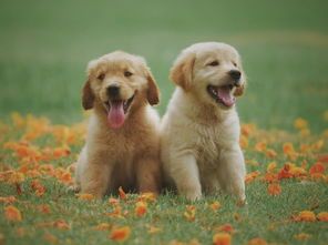 q宠物：如何挑选适合自己的宠物？q宠物种类大全及饲养技巧