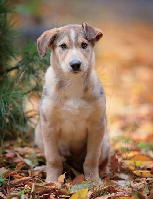 q宠物：如何挑选适合自己的宠物？q宠物种类大全及饲养技巧