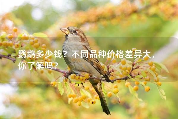 鹦鹉多少钱？不同品种价格差异大，你了解吗？