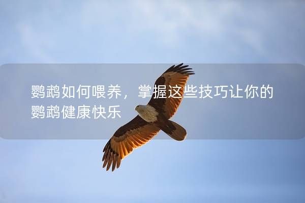 鹦鹉如何喂养，掌握这些技巧让你的鹦鹉健康快乐