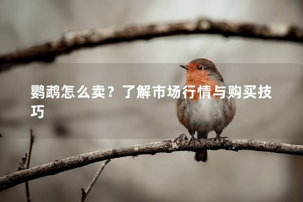 鹦鹉怎么卖？了解市场行情与购买技巧
