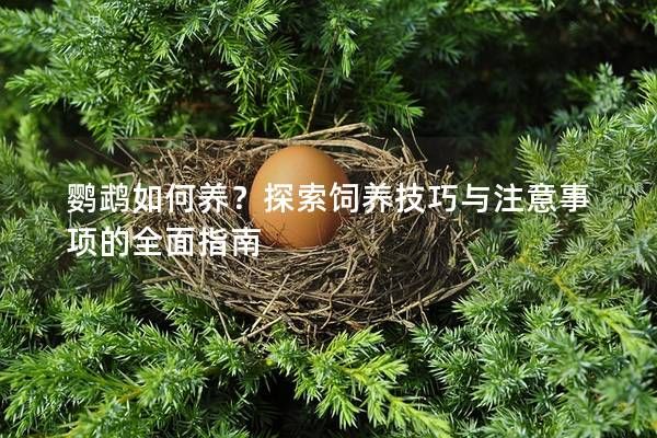 鹦鹉如何养？探索饲养技巧与注意事项的全面指南