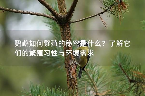 鹦鹉如何繁殖的秘密是什么？了解它们的繁殖习性与环境需求