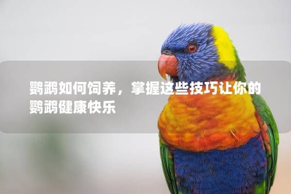 鹦鹉如何饲养，掌握这些技巧让你的鹦鹉健康快乐