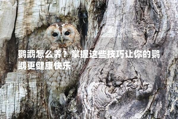 鹦鹉怎么养？掌握这些技巧让你的鹦鹉更健康快乐