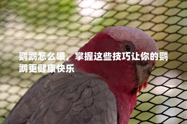鹦鹉怎么喂，掌握这些技巧让你的鹦鹉更健康快乐