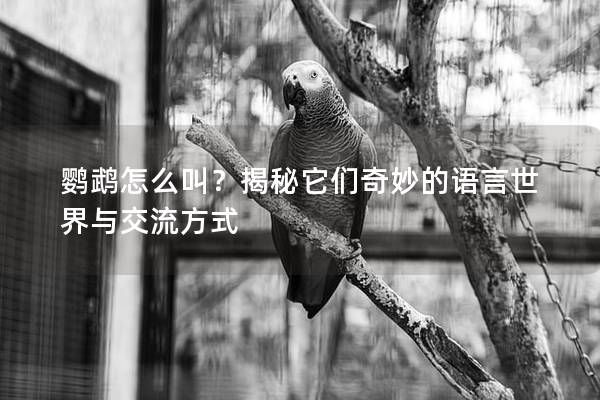 鹦鹉怎么叫？揭秘它们奇妙的语言世界与交流方式