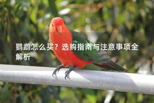 鹦鹉怎么买？选购指南与注意事项全解析