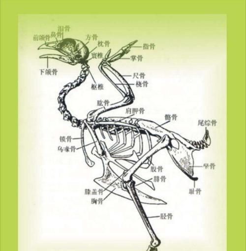 如何饲养棕鵙鸫（科学养殖技巧，打造健康小鸟）