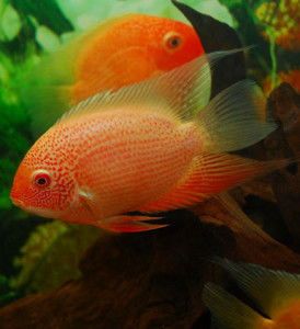 金菠萝鱼养护攻略，宠物爱好者必读！