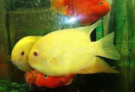 金菠萝鱼养护攻略，宠物爱好者必读！