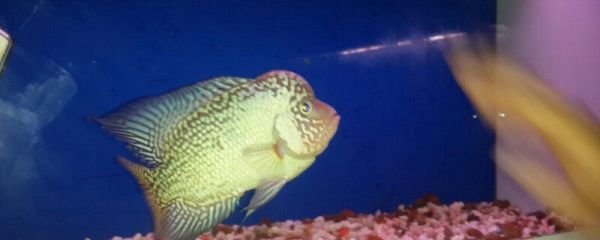 罗汉鱼不红怎么回事