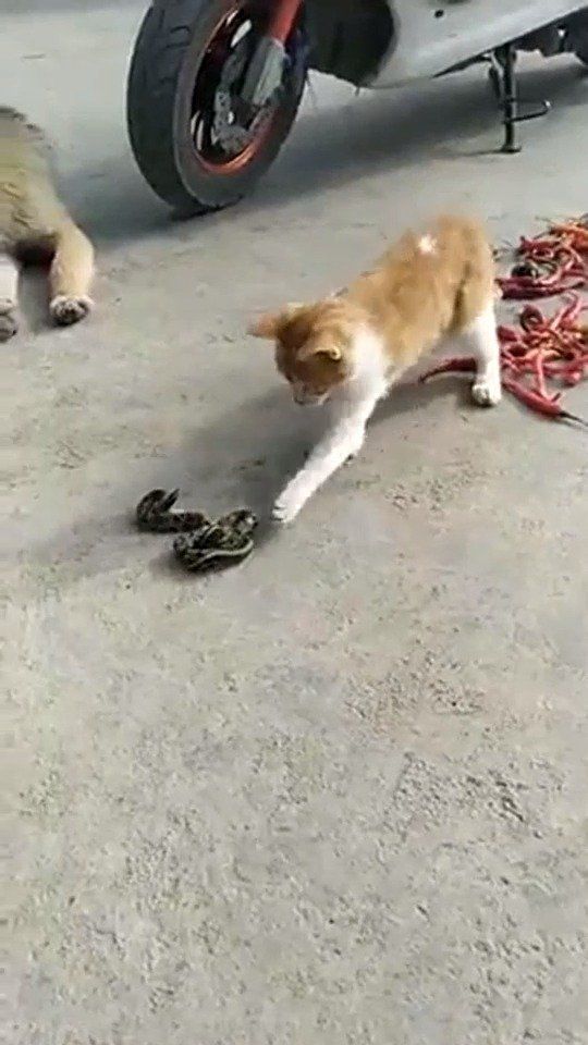 猫咪去玩蛇，结果狗子你还敢看热闹，这下有你受的了！