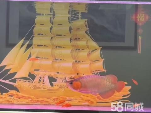 旺隆水族馆·鱼缸,观赏鱼出售,鱼类打包,搬运鱼缸,鱼缸清洗鱼缸消毒,鱼缸定制及维修