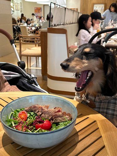 杭州宠物友好餐厅真的友好吗