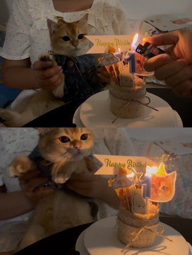 宠物友好小天地