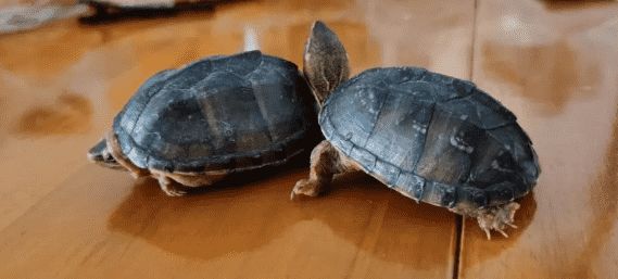 密西西比麝香龟是保护动物吗？