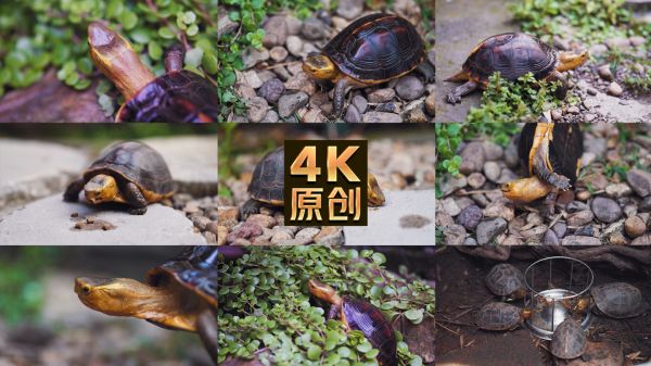 黄缘龟爬行乌龟中华草龟