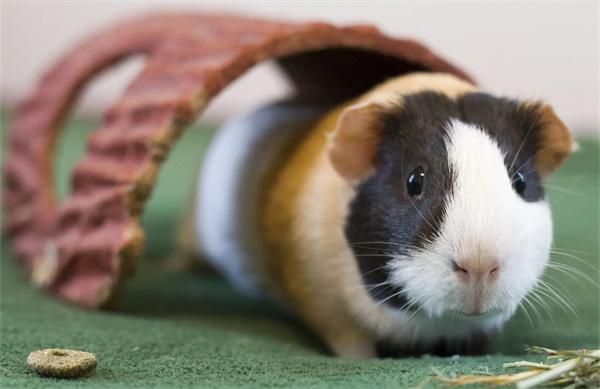 荷兰猪的性格优点