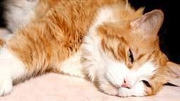 猫咪可能对食物过敏，常见症状：宠物皮肤瘙痒、红肿。