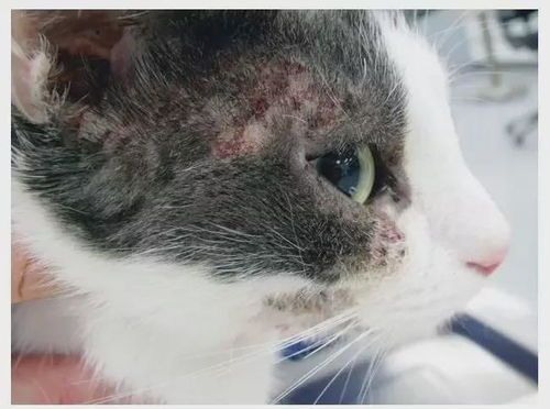 猫咪可能对食物过敏，常见症状：宠物皮肤瘙痒、红肿。