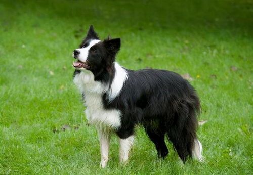 揭秘：边牧的水果禁忌！一文教你如何避免宠物食物陷阱