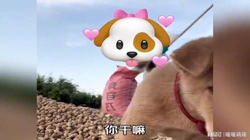 萌宠小土狗瞬间治愈，快乐水来啦！