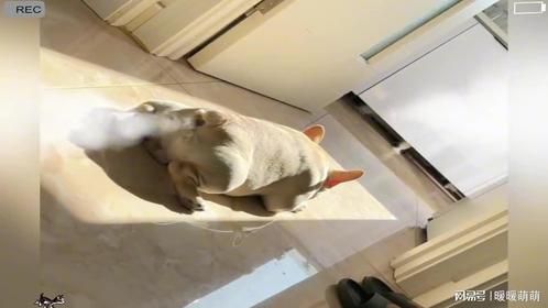 那些放屁巨大声的萌宠，看看有没有你们家的？