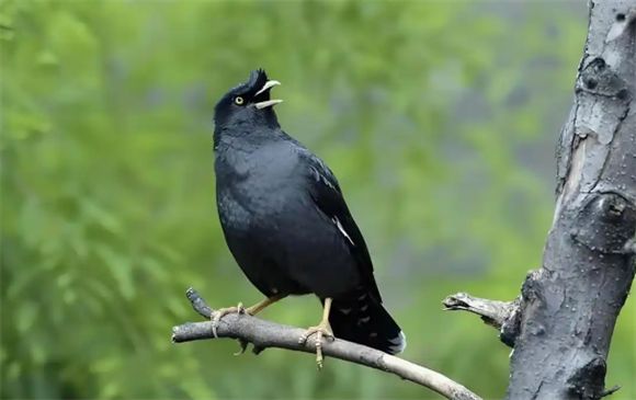 八哥鸟是保护动物吗?为什么越来越少养了?