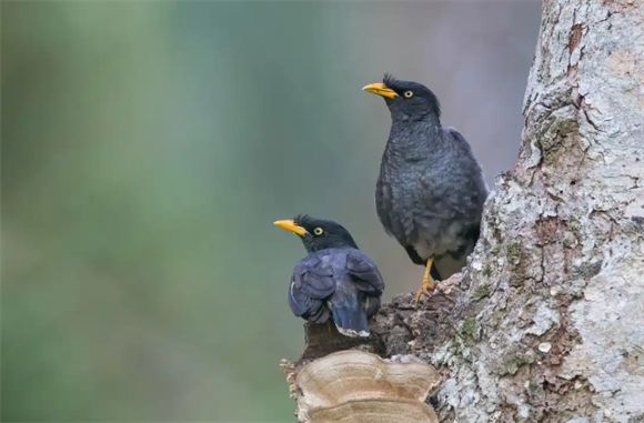 八哥鸟是保护动物吗?为什么越来越少养了?