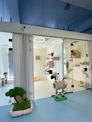 是我见过寄养田园猫最多的猫咪酒店了[点赞]