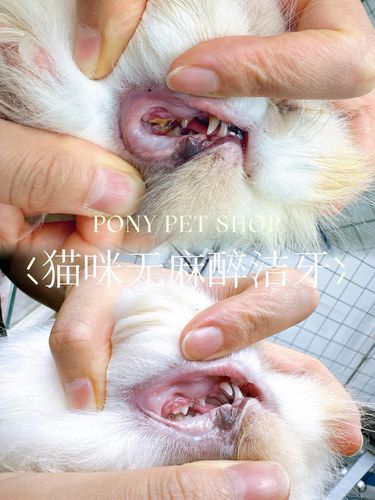 [强]“哎呀这牙突然白花花了，可真干净”