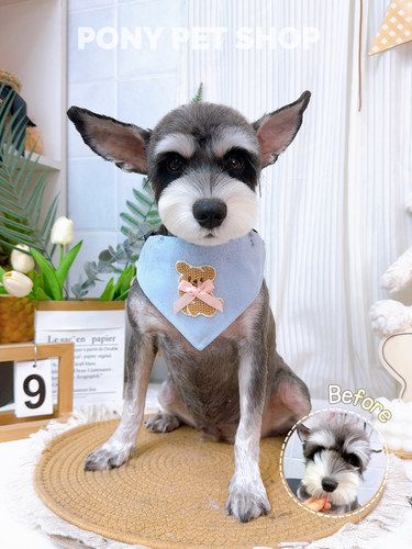 是翻新小狗啦⬅噂嘟好可爱➕ 