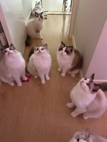 全上海布偶猫最多的猫舍‍⬛