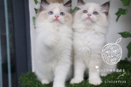 西安布偶猫咖啡馆：宠物乐园里的咖啡时光