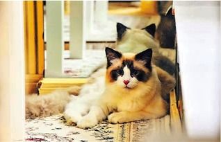 西安布偶猫咖啡馆：宠物乐园里的咖啡时光