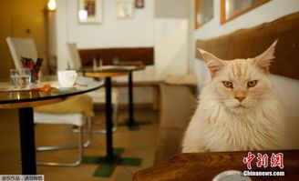 猫咪咖啡馆加盟，宠物经济新风口！