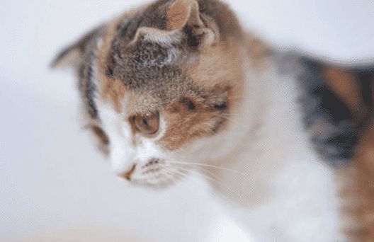 如何选购猫咪？