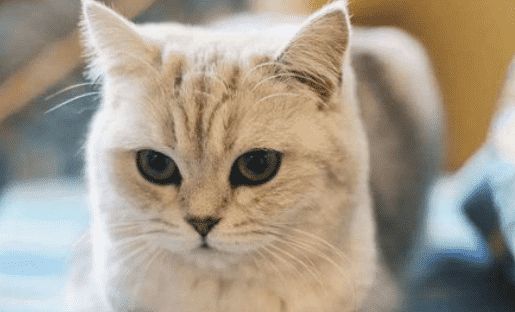 如何选购猫咪？