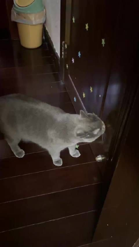 家中装饰星星频掉落,原是宠物猪夜间啃咬