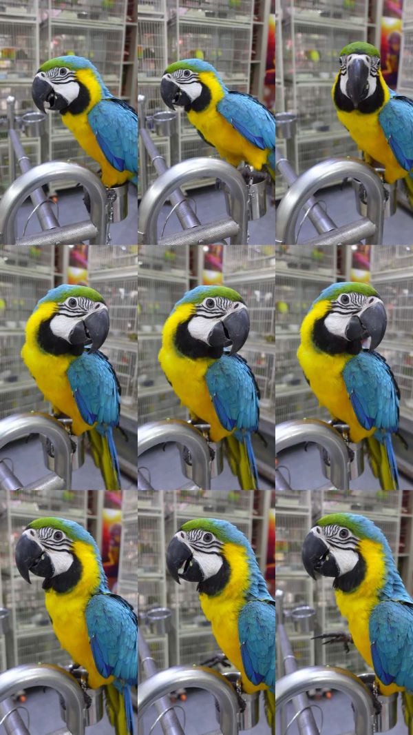 五彩斑斓的金刚鹦鹉在下午的宠物店互动。