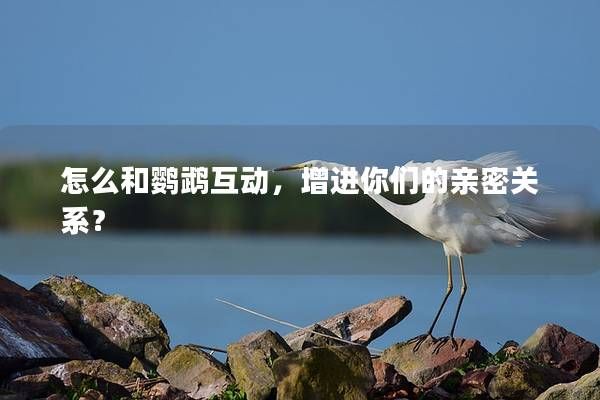 怎么和鹦鹉互动,增进你们的亲密关系?