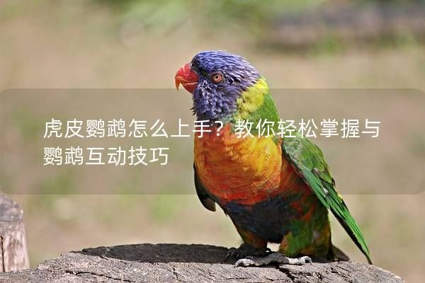 虎皮鹦鹉怎么上手？教你轻松掌握与鹦鹉互动技巧