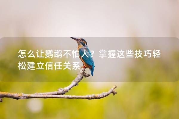 怎么让鹦鹉不怕人？掌握这些技巧轻松建立信任关系