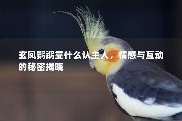 玄凤鹦鹉靠什么认主人，情感与互动的秘密揭晓
