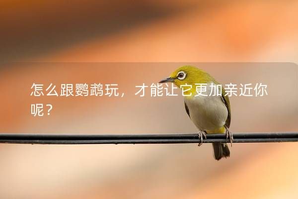 怎么跟鹦鹉玩,才能让它更加亲近你呢?