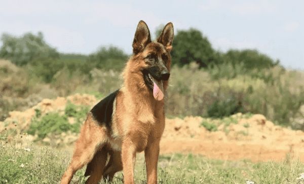 德牧适合吃什么狗粮呢