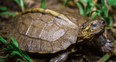 亚巨喂什么龟粮