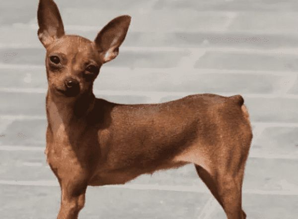 小鹿犬狗粮推荐