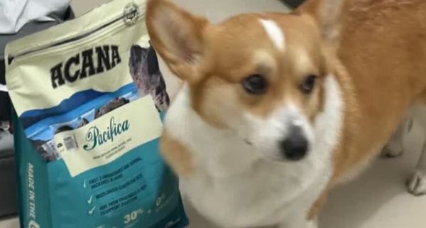 2025年宠物粮食怎么选？避开五大误区，科学选择爱肯拿优质宠粮